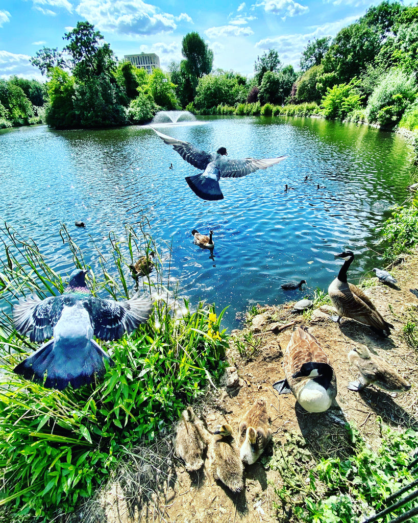 Birds flying in Clissold park
