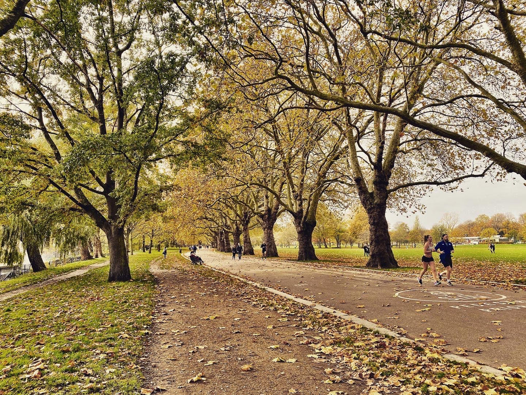 Trees in a park during autumn with two people jogging